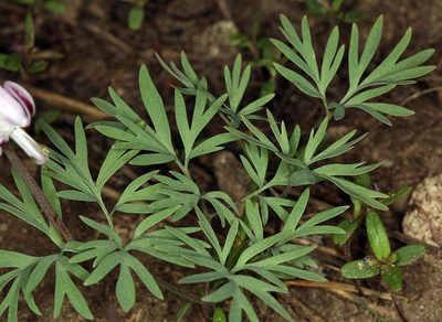 Dicentra pauciflora, photographed by Steve Matson