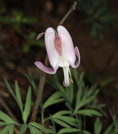Dicentra pauciflora, photographed by Steve Matson