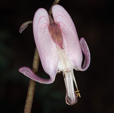 Dicentra pauciflora, photographed by Steve Matson