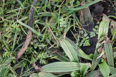 Limnanthes macounii, photographed by Spencer Quayle