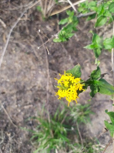 Lagascea decipiens, photographed by Tereka Lasso
