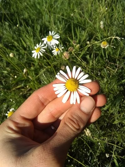 Lasiospermum bipinnatum, photographed by Amy