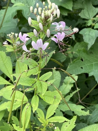 Cleome pilosa, photographed by Juanito Escamilla