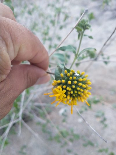 Lagascea decipiens, photographed by Juan Cruzado Cortés