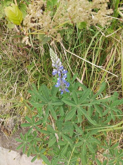 Lupinus clarkei, photographed by Jake Rehage