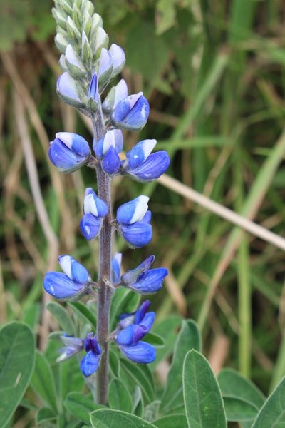 Lupinus clarkei, photographed by Jake Rehage