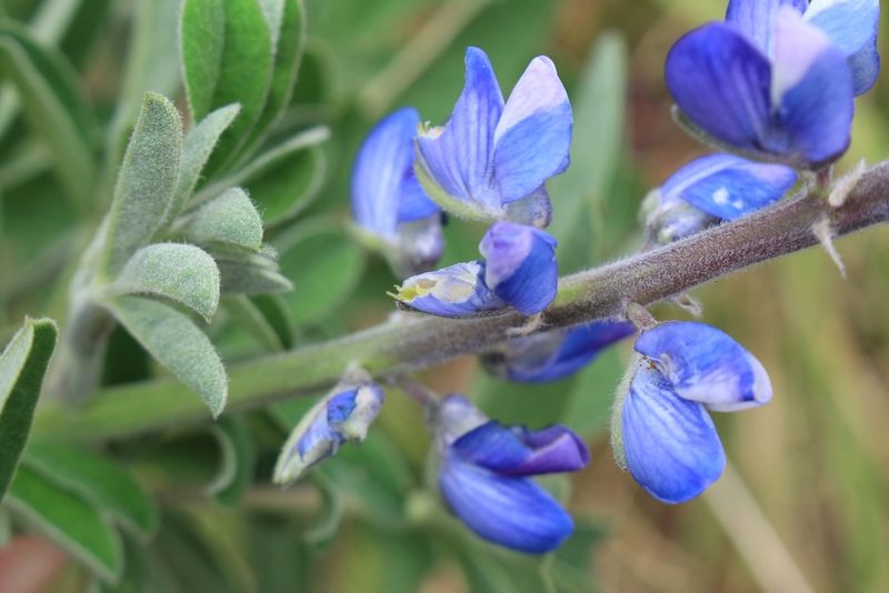 Lupinus clarkei, photographed by Jake Rehage