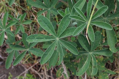 Lupinus clarkei, photographed by Jake Rehage