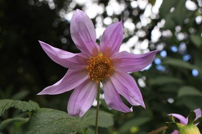 Dahlia imperialis, photographed by Jake Rehage
