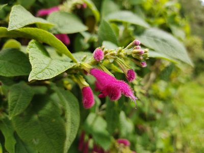 Salvia tortuosa, photographed by sandy-espinozaf