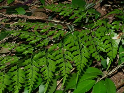 Asplenium pseudolaserpitiifolium, photographed by Jacy Chen