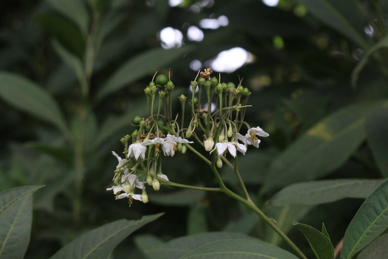 Solanum pubigerum, photographed by Jake Rehage