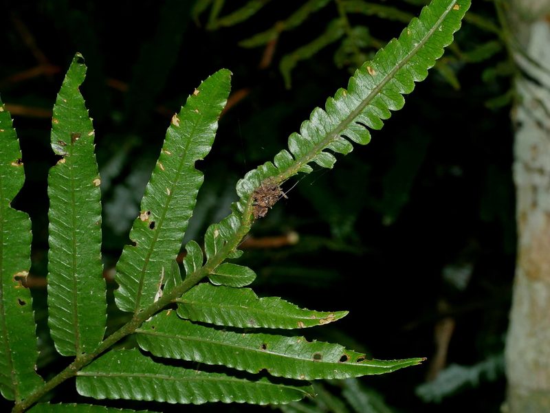 Bolbitis angustipinna, photographed by Jacy Chen