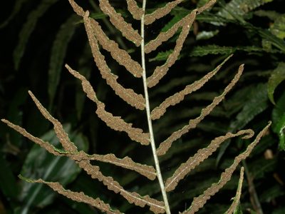 Bolbitis angustipinna, photographed by Jacy Chen
