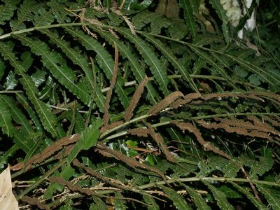 Bolbitis angustipinna, photographed by Jacy Chen