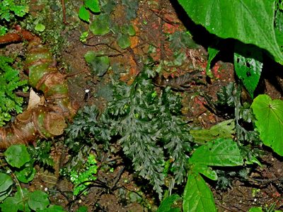 Vandenboschia kalamocarpa, photographed by Jacy Chen