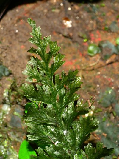 Vandenboschia kalamocarpa, photographed by Jacy Chen