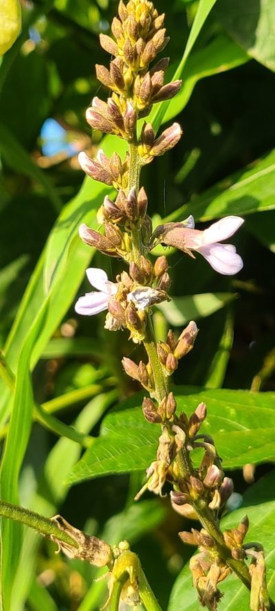 Calopogonium caeruleum, photographed by ritirene