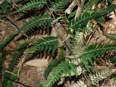 Dryopteris polita, photographed by Jacy Chen
