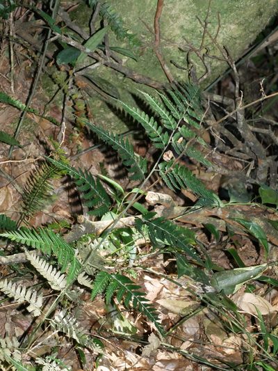 Dryopteris polita, photographed by Jacy Chen
