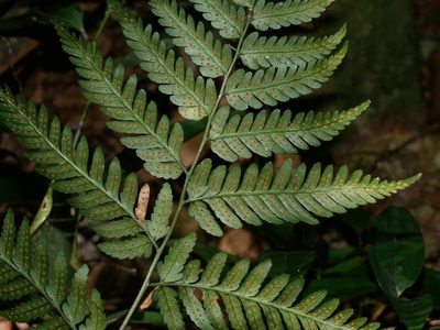 Dryopteris polita, photographed by Jacy Chen