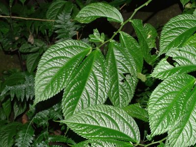 Elatostema rivulare, photographed by Jacy Chen