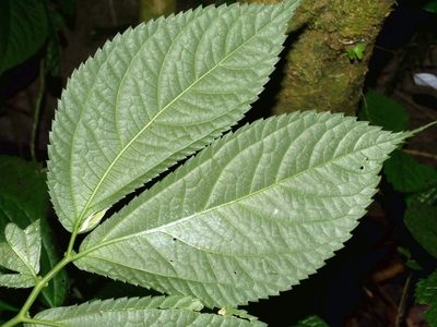 Elatostema rivulare, photographed by Jacy Chen