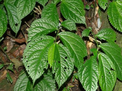 Elatostema rivulare, photographed by Jacy Chen
