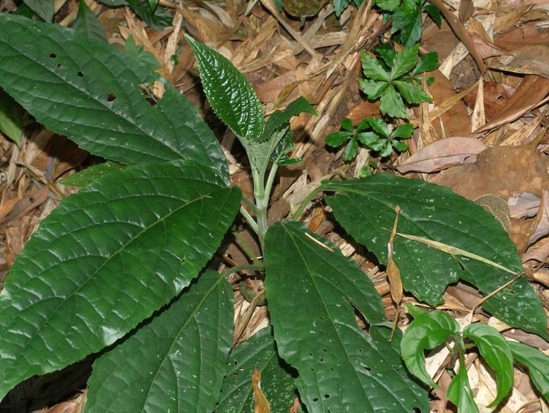 Paraphlomis javanica, photographed by Jacy Chen
