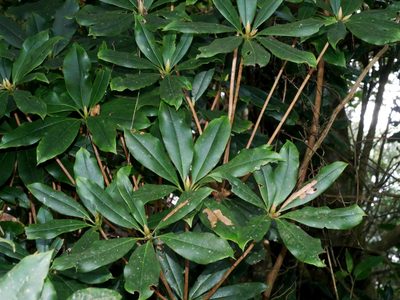 Rhododendron latoucheae, photographed by Jacy Chen