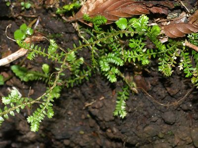 Selaginella remotifolia, photographed by Jacy Chen