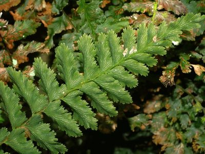 Vandenboschia auriculata, photographed by Jacy Chen