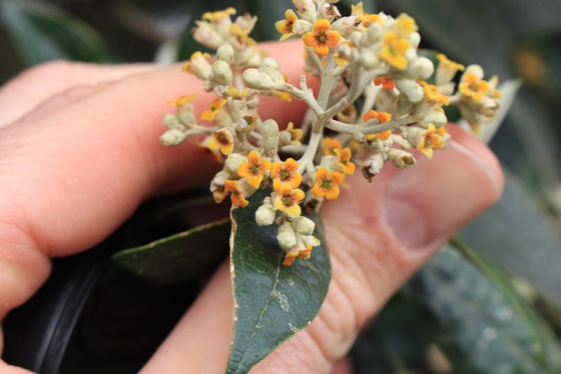 Buddleja nitida, photographed by Jake Rehage
