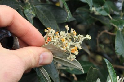Buddleja nitida, photographed by Jake Rehage