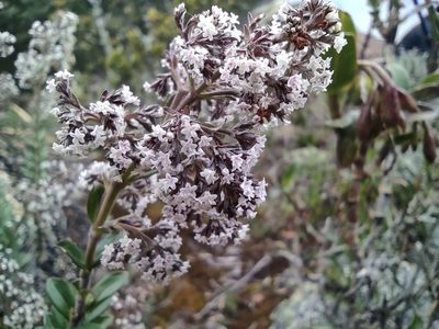 Valeriana microphylla, photographed by sandy-espinozaf