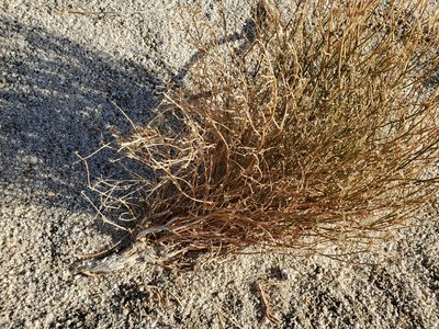Stillingia linearifolia, photographed by Bob Miller