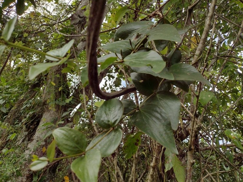 Oryctanthus cordifolius, photographed by Alexis López Hernández