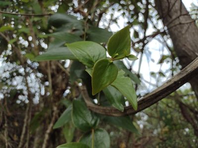 Oryctanthus cordifolius, photographed by Alexis López Hernández