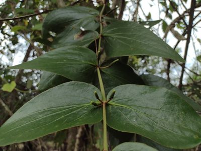 Oryctanthus cordifolius, photographed by Alexis López Hernández