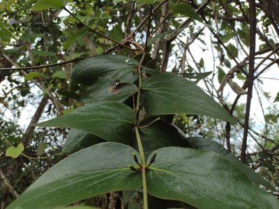 Oryctanthus cordifolius, photographed by Alexis López Hernández