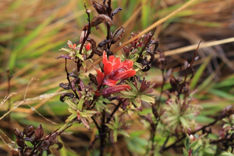 Castilleja irasuensis, photographed by Jake Rehage