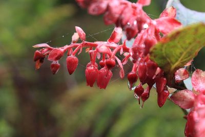 Gaultheria erecta, photographed by Jake Rehage
