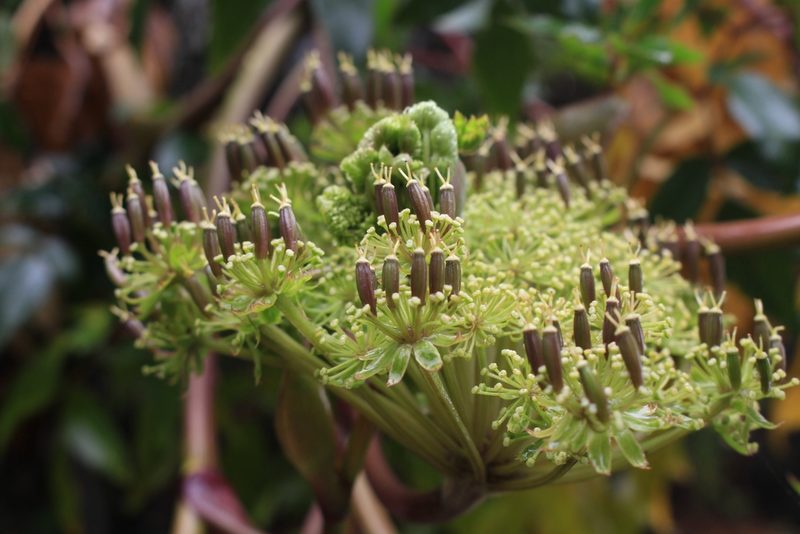 Myrrhidendron donnellsmithii, photographed by Jake Rehage