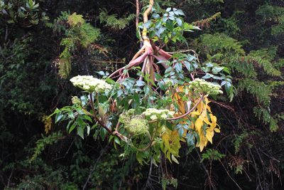 Myrrhidendron donnellsmithii, photographed by Jake Rehage
