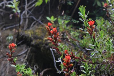 Castilleja irasuensis, photographed by Jake Rehage