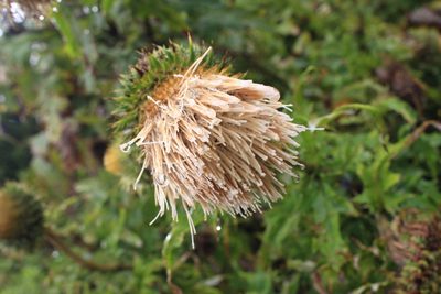 Cirsium subcoriaceum, photographed by Jake Rehage