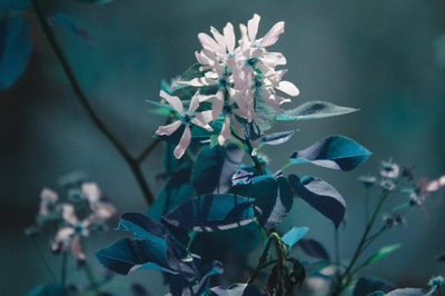 Amelanchier laevis, photographed by Étienne Lacroix-Carignan