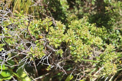 Gaultheria rupestris, photographed by Joe Dillon