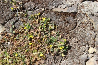 Trifolium micranthum, photographed by Joe Dillon