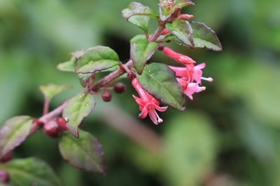 Fuchsia microphylla, photographed by Jake Rehage